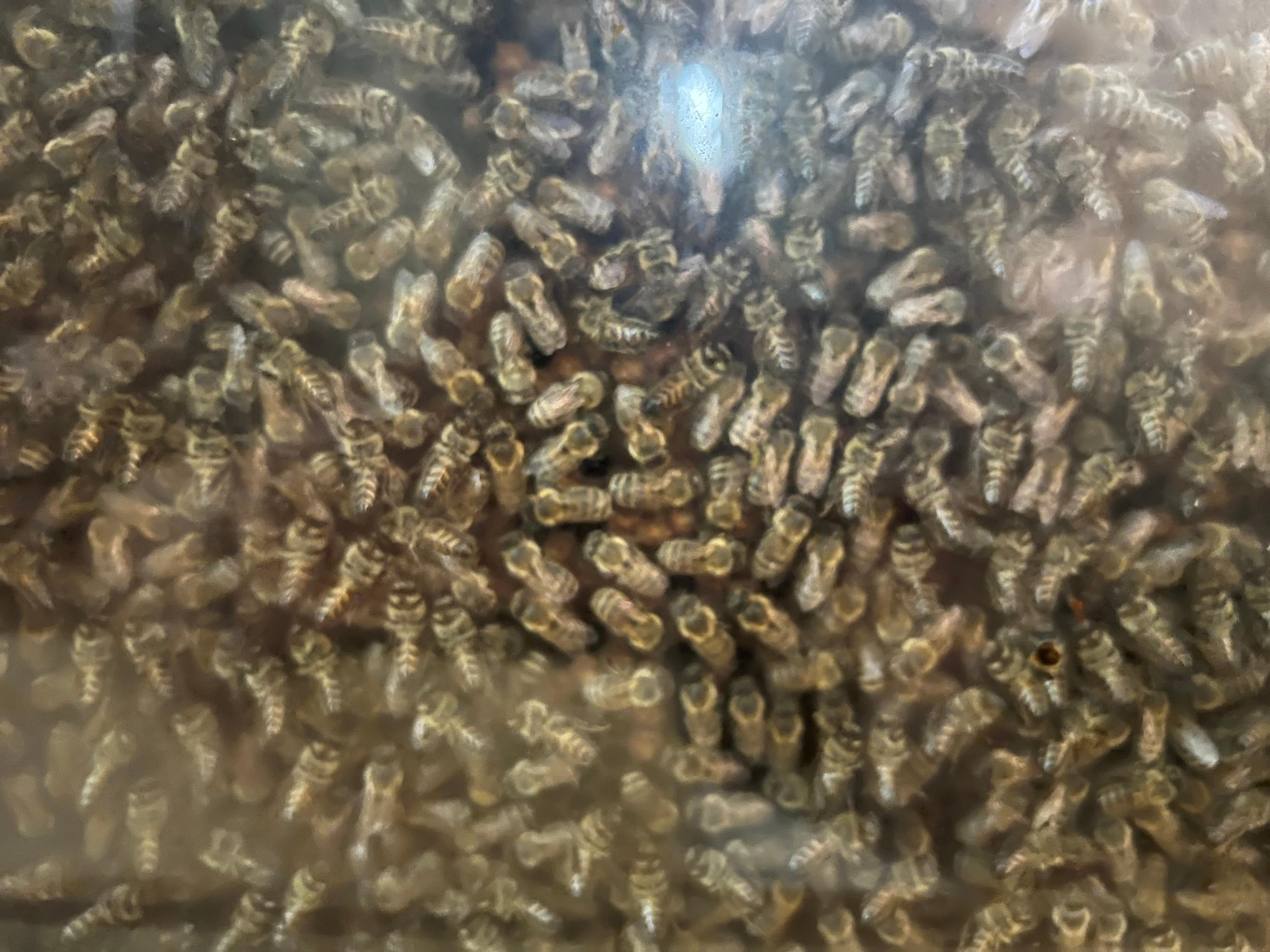 Gyógyító méhek és mézek 10