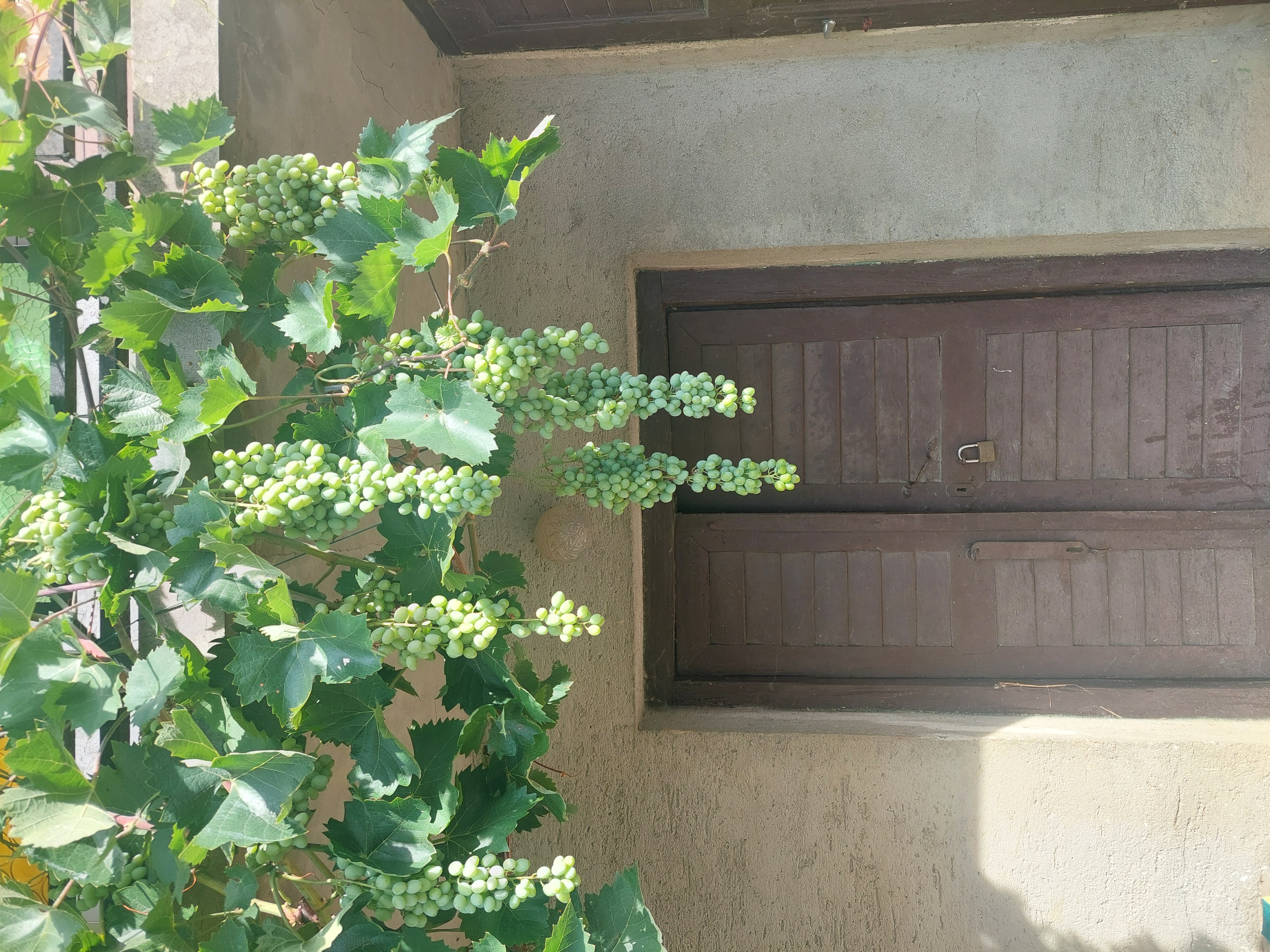 20260717_084337.jpg