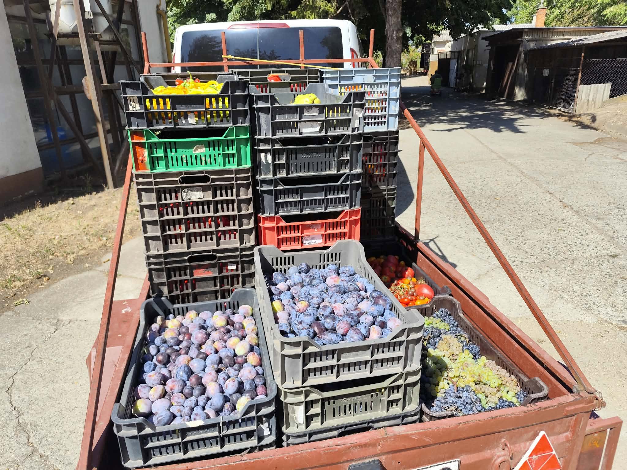 Hálaadás és ajándékozás – terménybúcsú a Szent Lajos templomban 🥕🍇