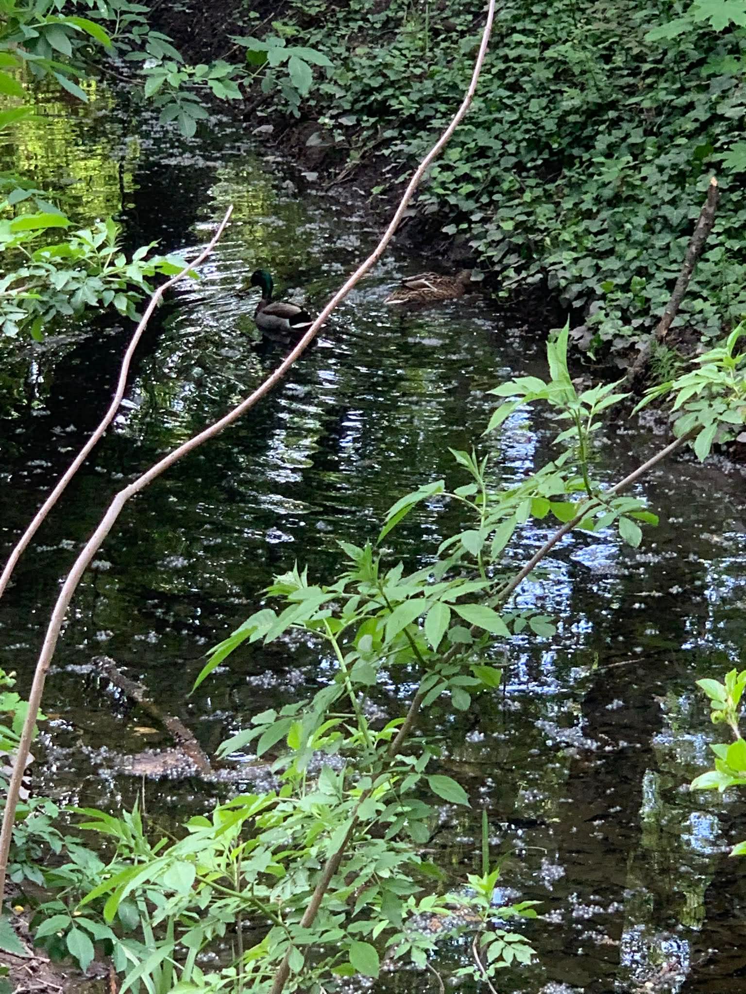 A Föld Napja alkalmából lakóink  a dabasi Parragh-tónál jártak🌿🌍